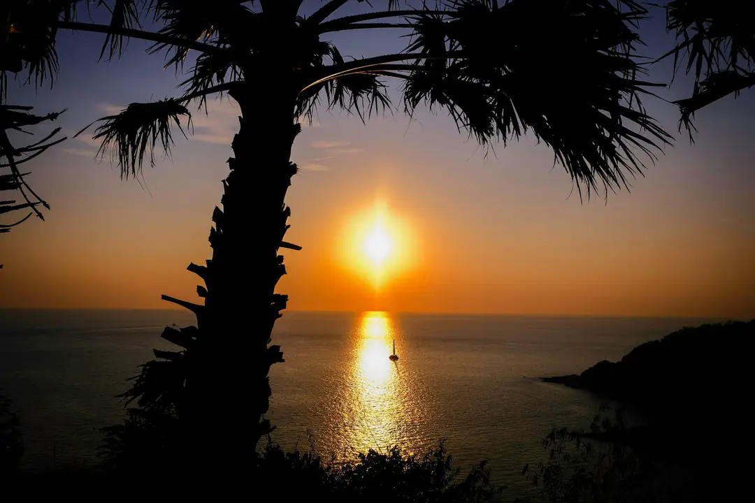 A palm silhouetted against the sun setting over the Andaman Sea off Phuket
