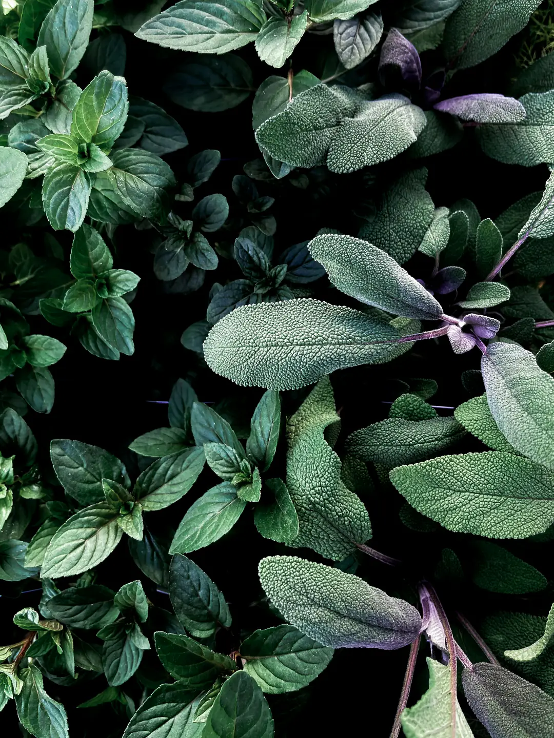 Dark green sage leaves seen from above