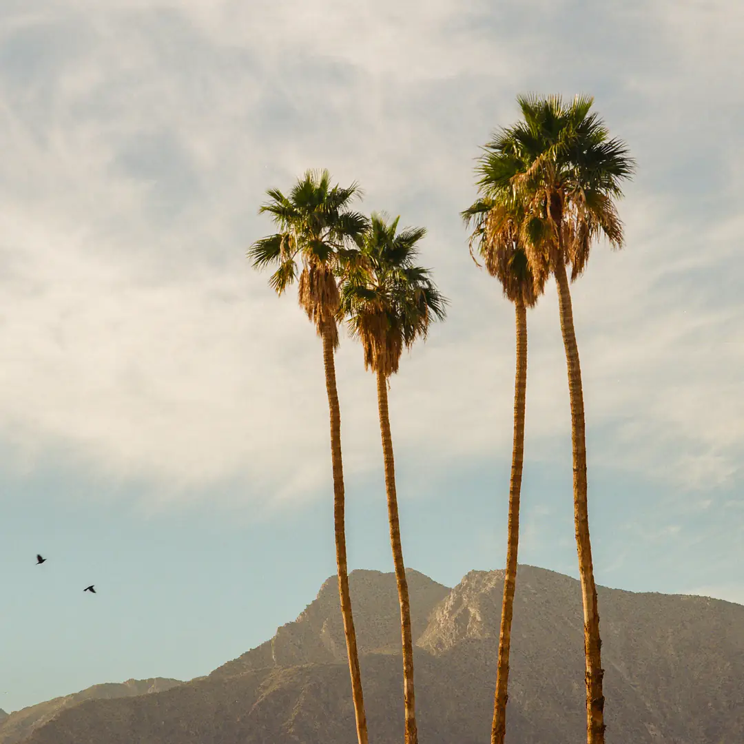 Tall palms against a hazy, sun-washed desert mountain