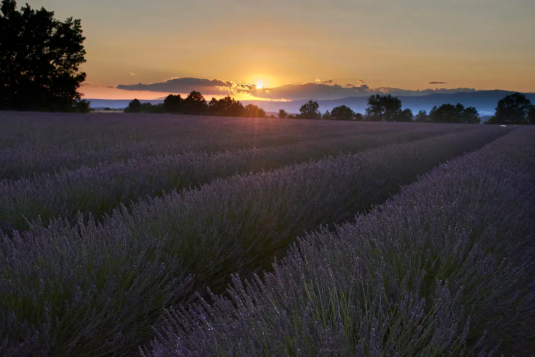 Long rows of lavender running toward a low sun and distant hills