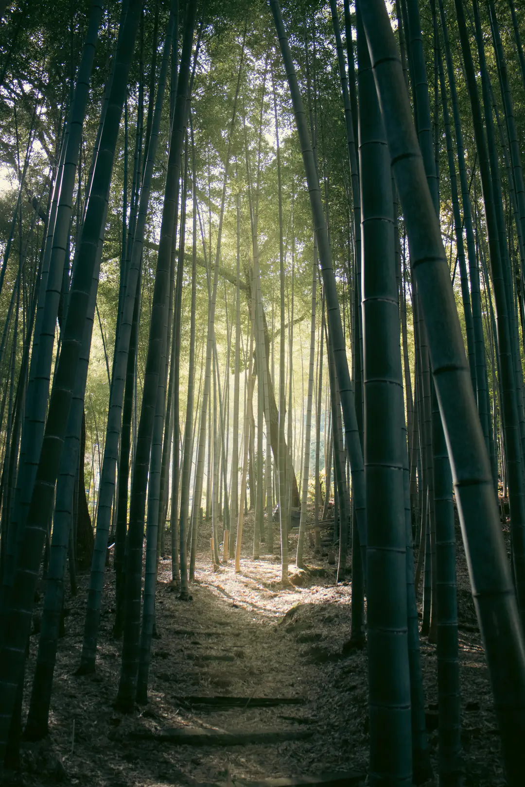Soft light falling down a narrow path through tall bamboo