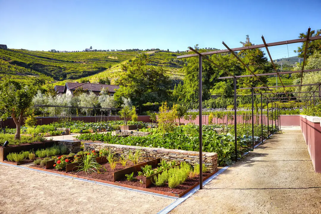Kitchen garden beds of herbs, squash and greens under a steel pergola, vineyard terraces beyond